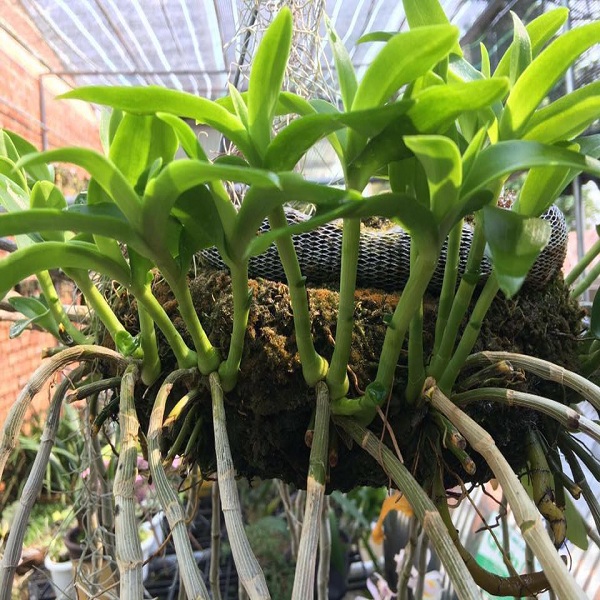 Phân bón trùng quế viên nén