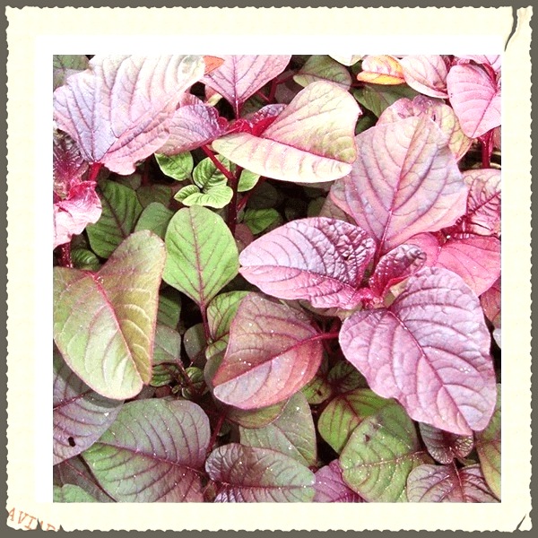 Hạt giống dền tiều TN 35