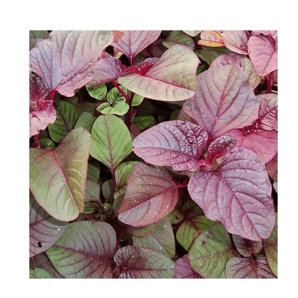 Hạt giống dền đỏ TN 36