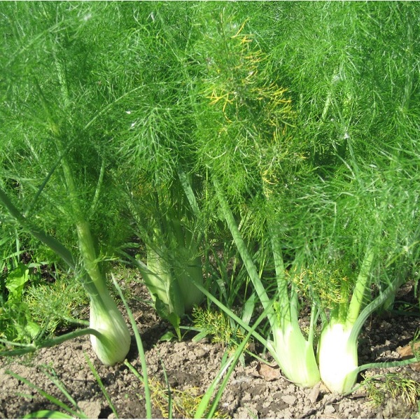 Hạt giống thì là bốn mùa TN-116