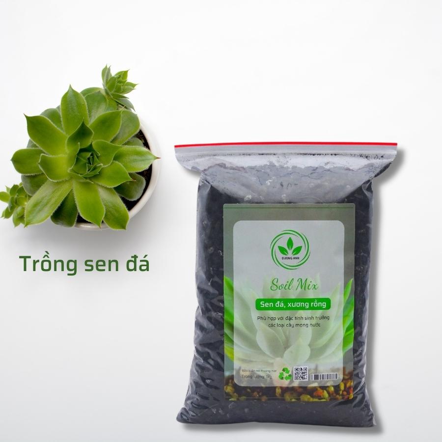 Khởi nghiệp từ 700000 đồng 9X sở hữu vườn xương rồng sen đá hơn 100 giống