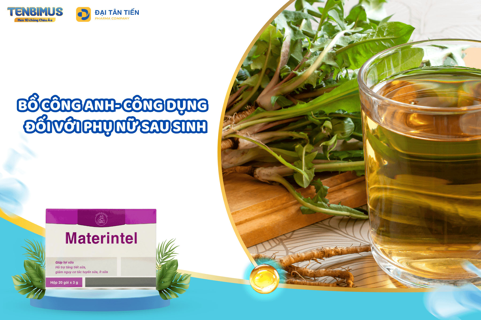 Công dụng bồ công anh với phụ nữ sau sinh – Tự nhiên hỗ trợ mẹ lợi sữa, hồi phục nhanh