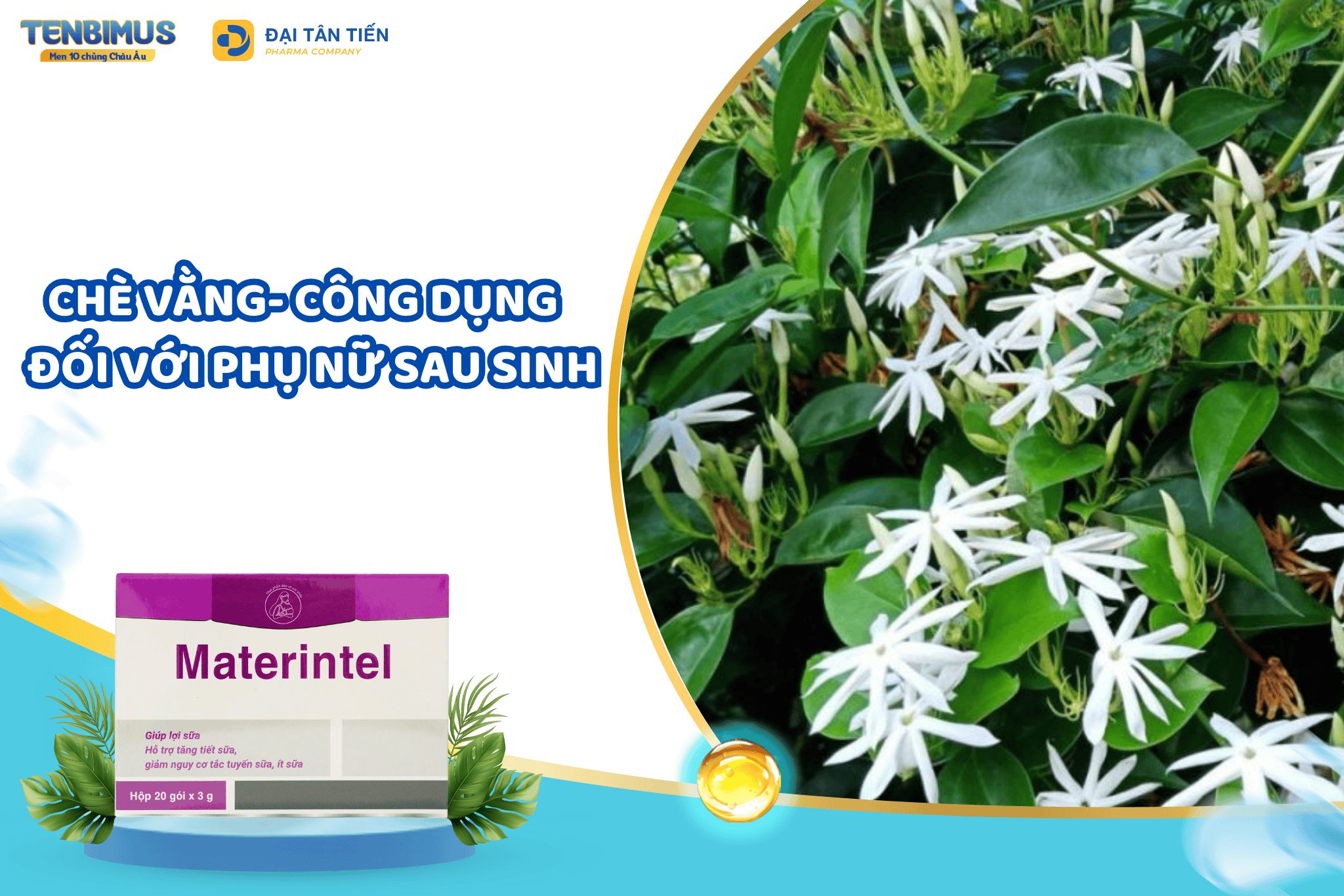 Công dụng chè vằng với phụ nữ sau sinh – Bí quyết tự nhiên giúp mẹ khỏe, sữa về đều