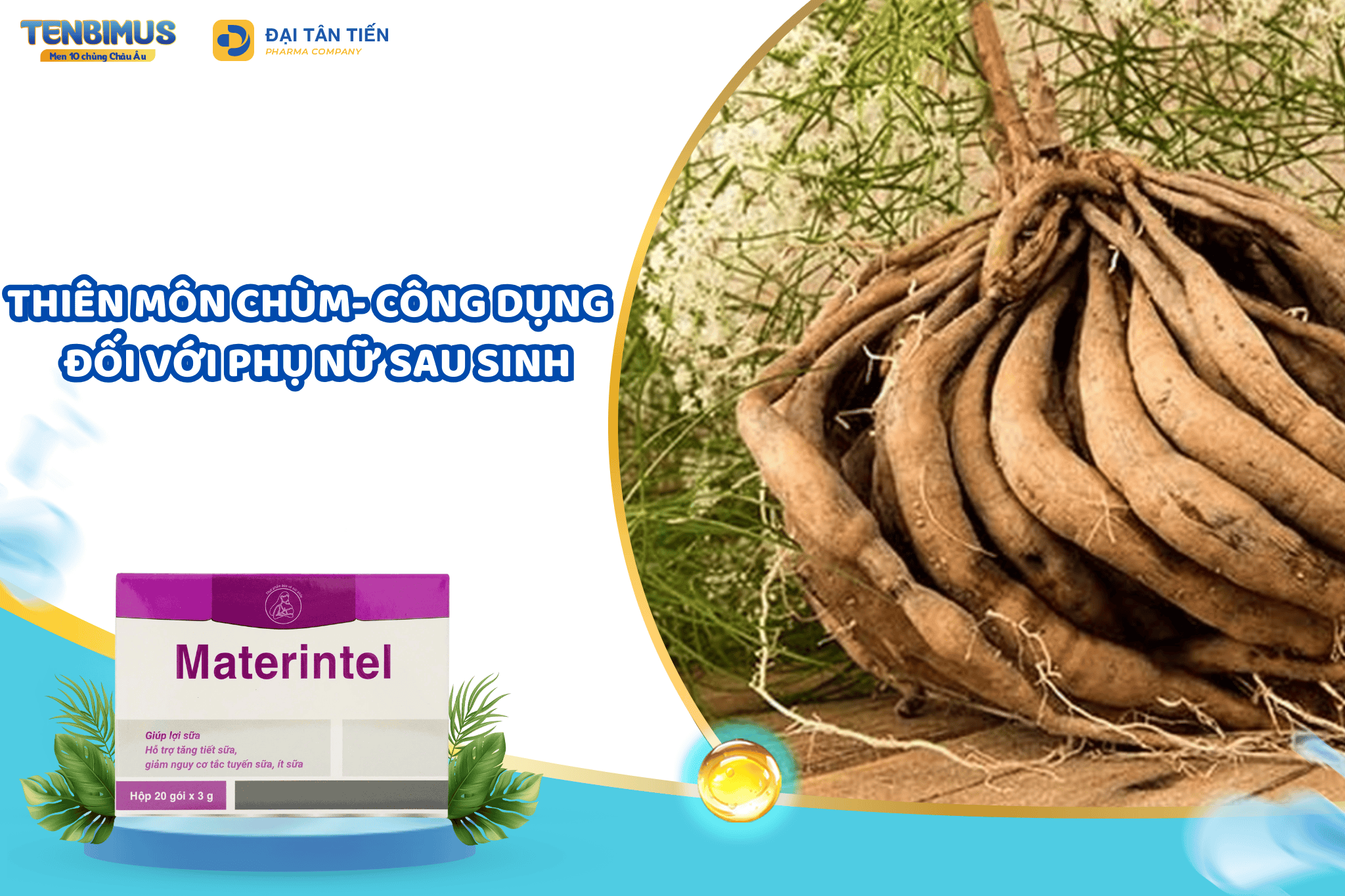 Công dụng thiên môn chùm với phụ nữ sau sinh – Bí quyết từ thiên nhiên cho mẹ khỏe, sữa về đều