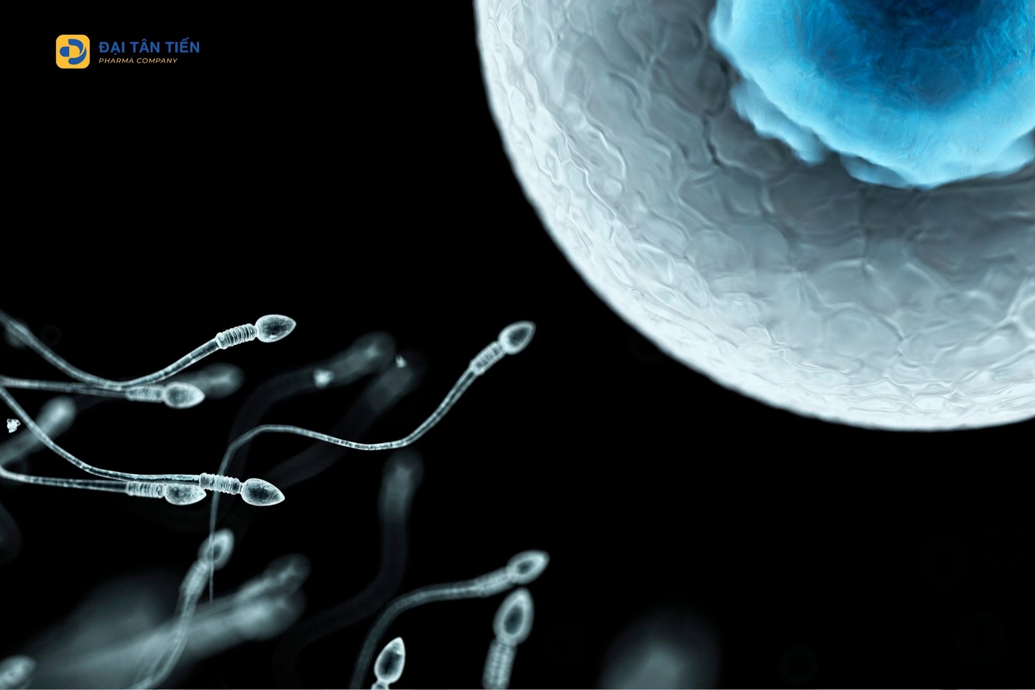 Nam giới nên bổ sung gì trước khi có con để cải thiện sức khỏe sinh sản?