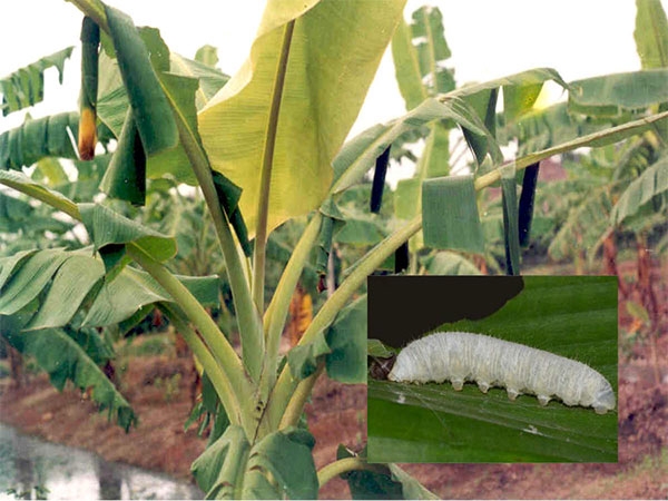 Sâu bệnh hại và biện pháp phòng trừ trên cây chuối TRẠI GIỐNG CÂY TRỒNG HÀ HÙNG