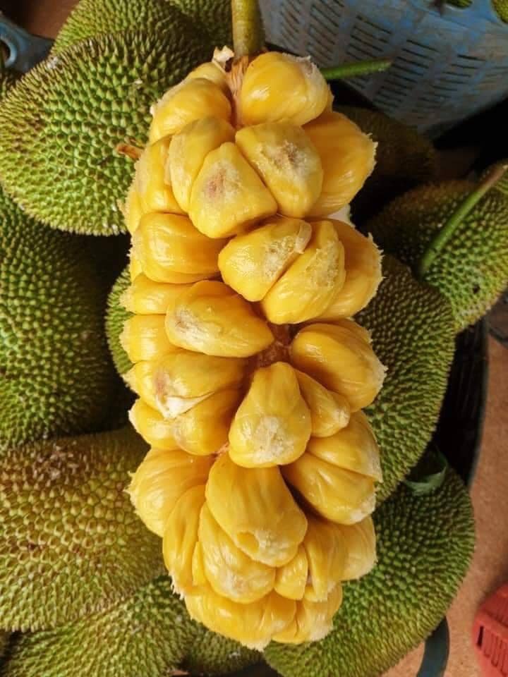 CÂY GIỐNG MÍT TỐ NỮ TRẠI GIỐNG CÂY TRỒNG HÀ HÙNG