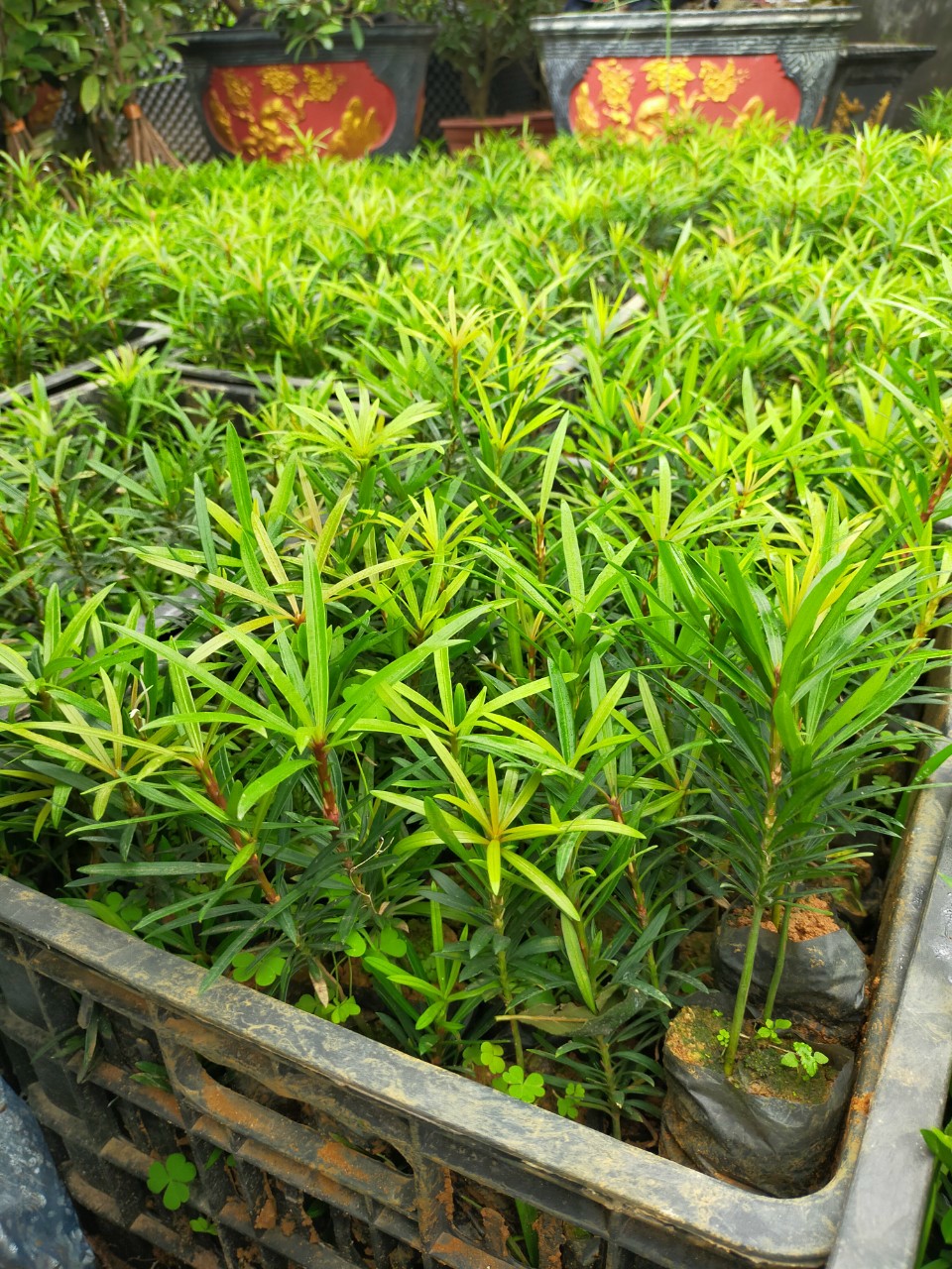 CÂY GIỐNG TÙNG LA HÁN TRẠI GIỐNG CÂY TRỒNG HÀ HÙNG