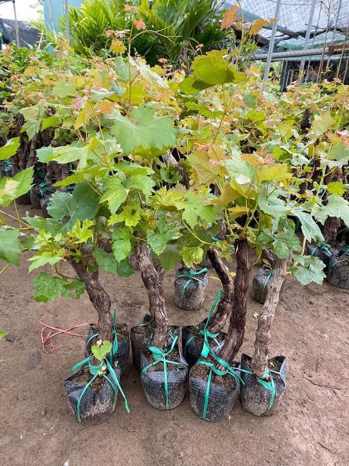 3. Giá trị kinh tế của nho Ninh Thuận