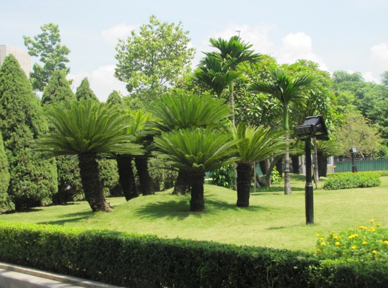 CÂY VẠN TUẾ TRẠI GIỐNG CÂY TRỒNG HÀ HÙNG Cây Vạn Tuế Trại Giống Cây Trồng Hà Hùng