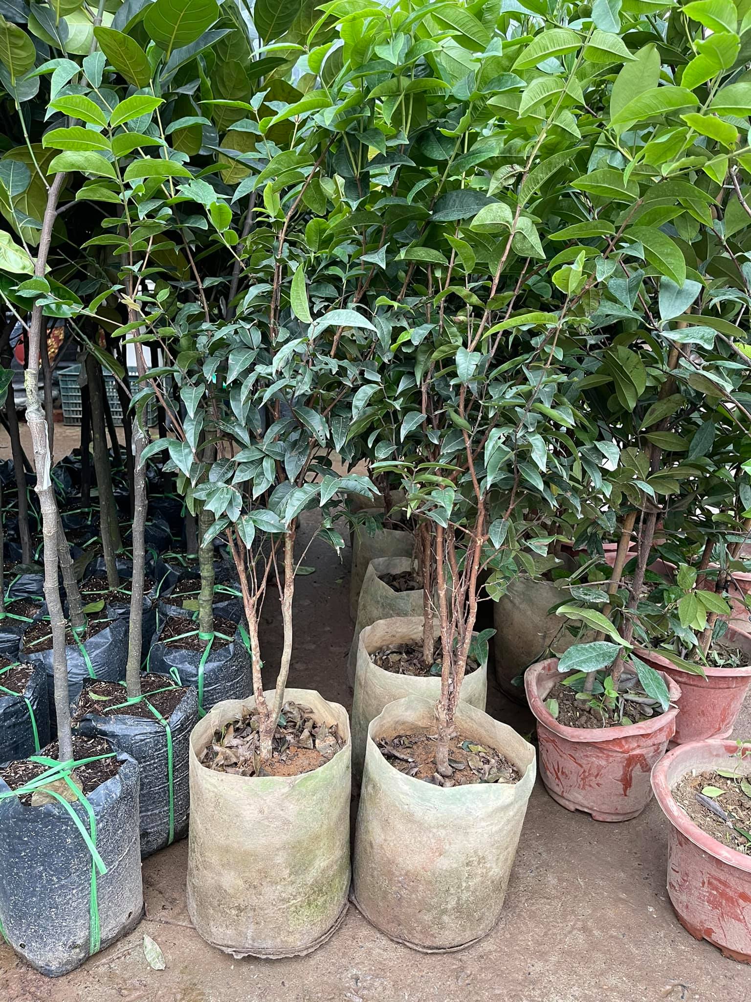 6. Các mô hình kinh doanh và trồng nho thân gỗ thành công