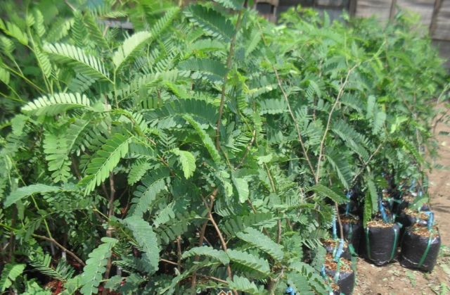 Cây Giống Me Thái CÂY GIỐNG ME THÁI NGỌT TỔNG KHO CÂY GIỐNG MB