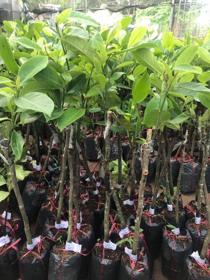 Cây Giống Mít Tố Nữ CÂY GIỐNG MÍT TỐ NỮ TẠI TỔNG KHO CÂY GIỐNG MB