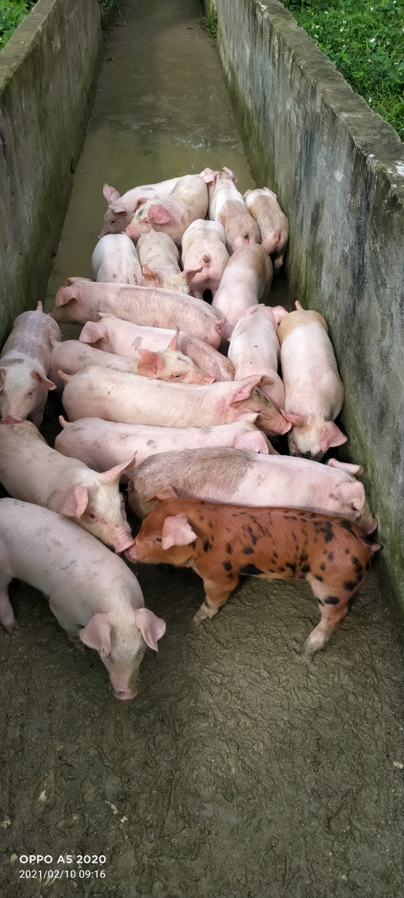 HEO GIỐNG SIÊU NẠC TRANG TRẠI VŨ SƠN ĐỨC