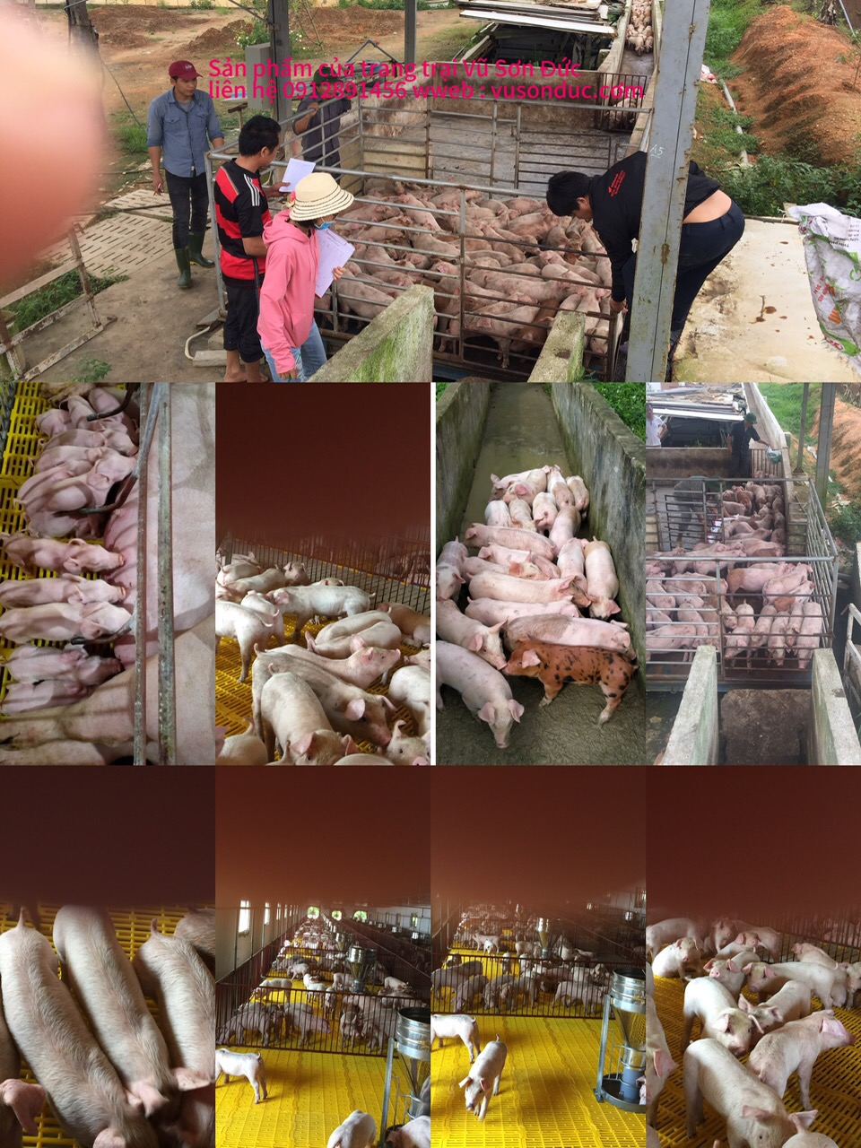 Sản phẩm của trang trại Vũ Sơn Đức