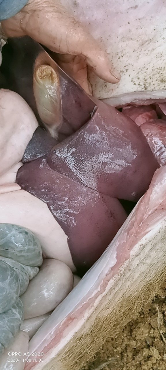 Chẩn đoán bệnh của heo