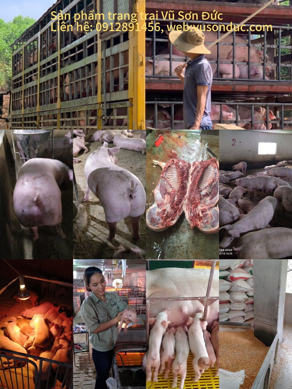 SẢN PHẨM CỦA TRANG TRẠI VŨ SƠN ĐỨC