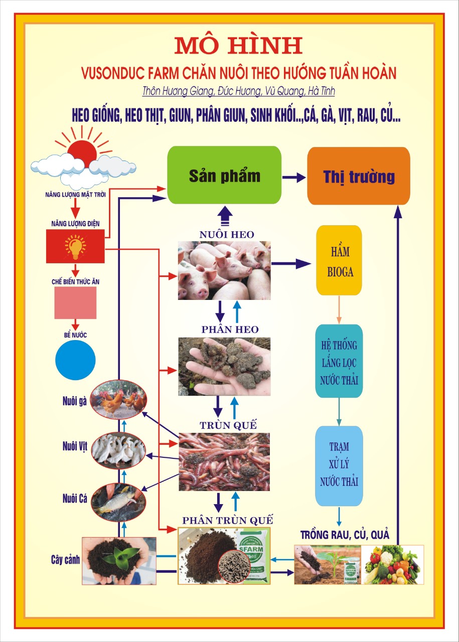 Vũ Sơn Đức Farm: Tiên phong trong mô hình chăn nuôi heo tuần hoàn hiện đại