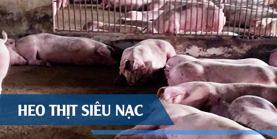 Hợp tác xã Vũ Sơn Đức - trại heo thịt siêu nạc - heo giống siêu nạc