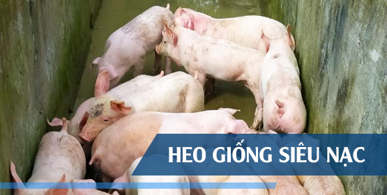 Hợp tác xã Vũ Sơn Đức - trại heo thịt siêu nạc - heo giống siêu nạc