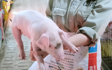 Hợp tác xã Vũ Sơn Đức - trại heo thịt siêu nạc - heo giống siêu nạc