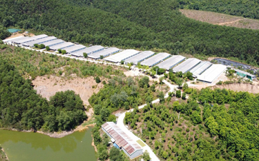 Hợp tác xã Vũ Sơn Đức - trại heo thịt siêu nạc - heo giống siêu nạc