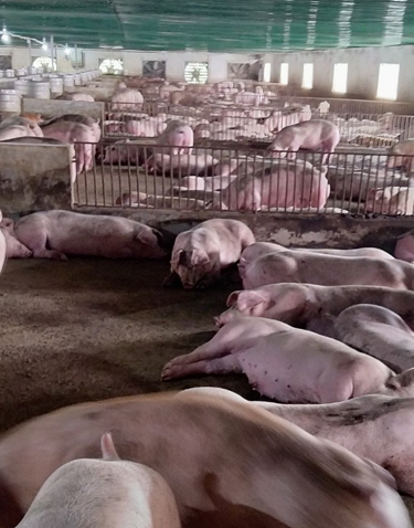 Hợp tác xã Vũ Sơn Đức - trại heo thịt siêu nạc - heo giống siêu nạc