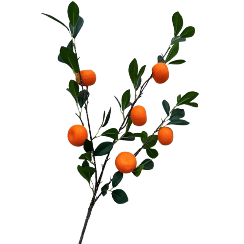 Tết-Cành quýt lớn-TiTi