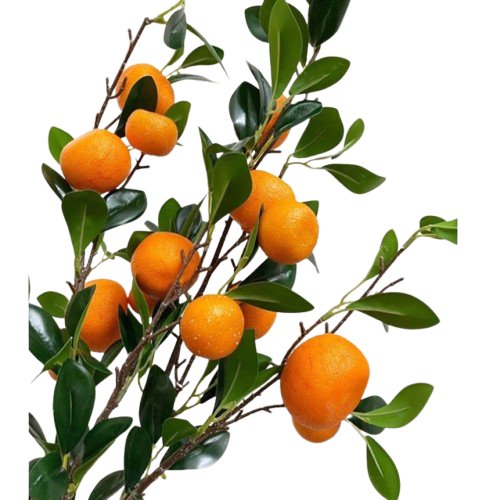 Tết-Cành quýt lớn-TiTi