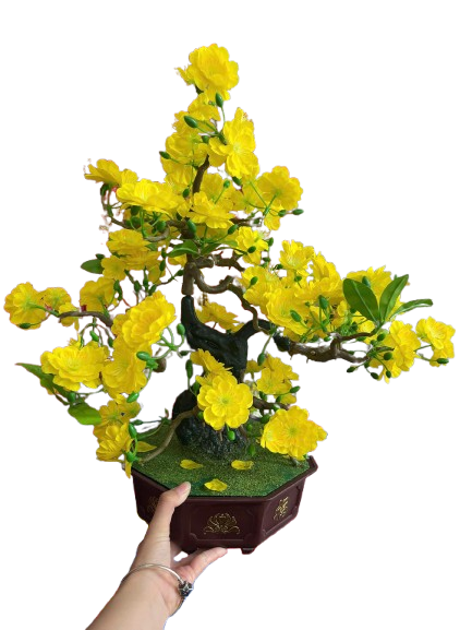 Tết-Chậu mai bonsai-NM