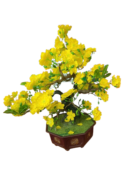 Tết-Chậu mai bonsai-NM