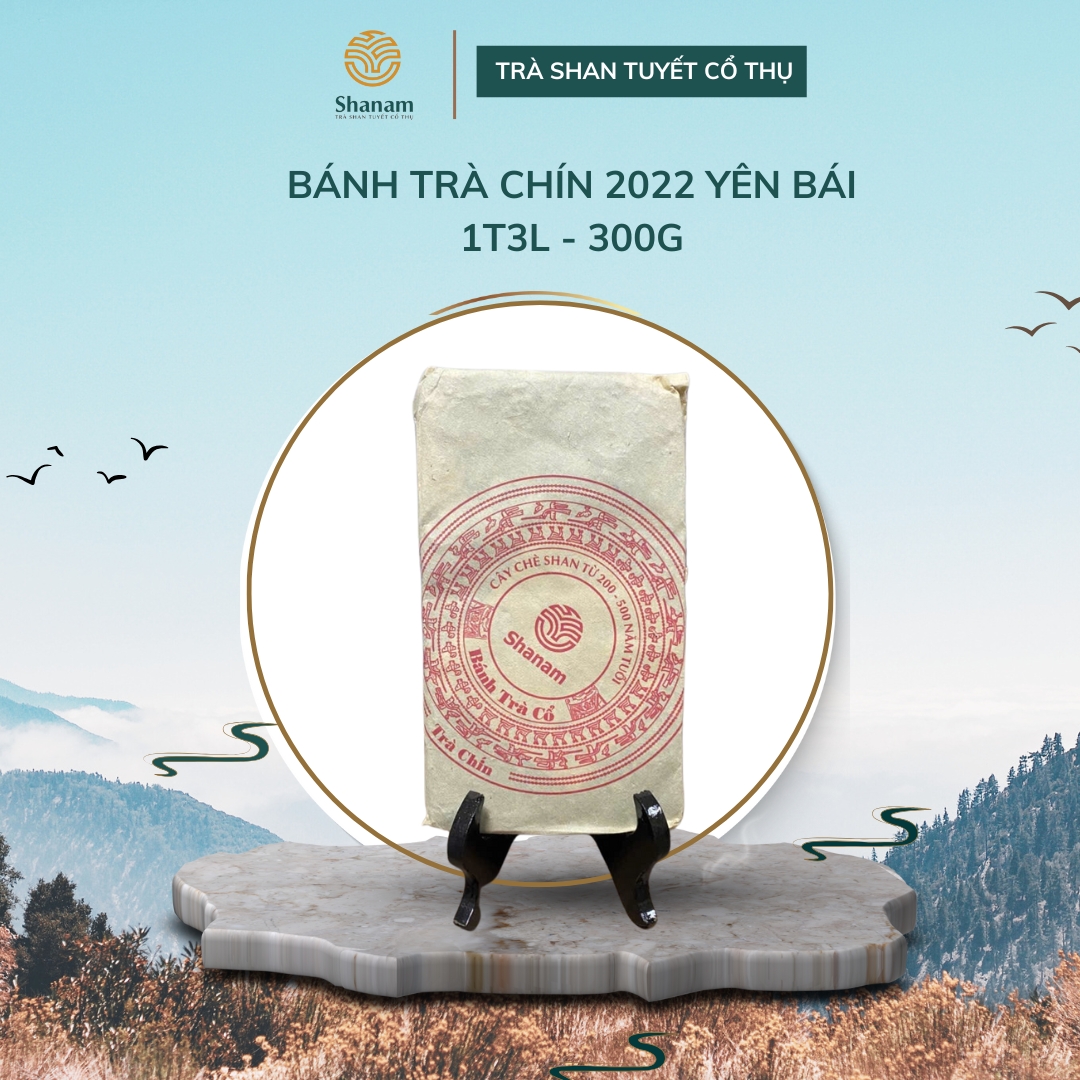 TRÀ VÀNG - BÁNH TRÀ CHÍN 2022 YÊN BÁI 1 TÔM - 3 LÁ 300G BCN