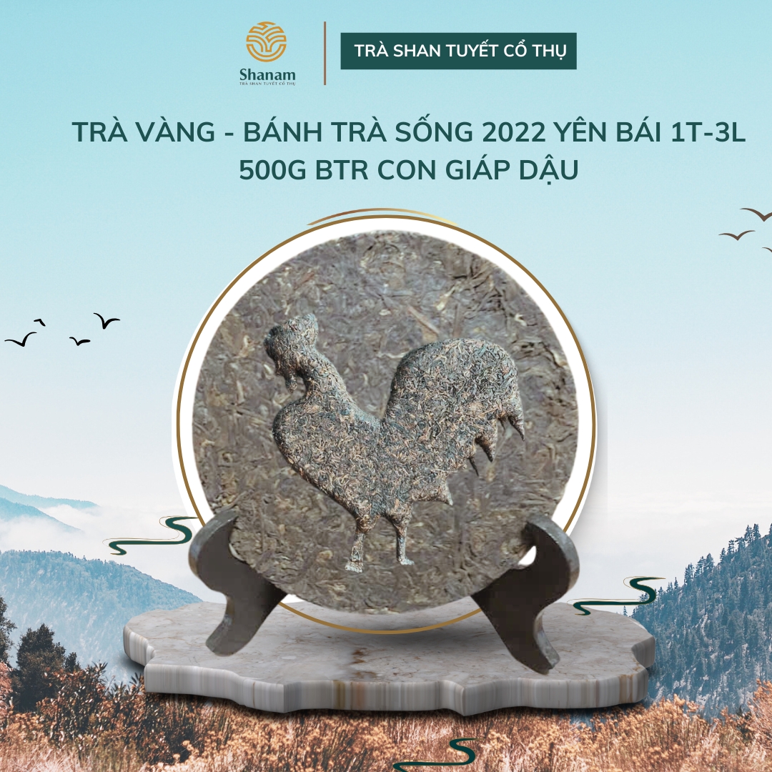 TRÀ VÀNG - BÁNH TRÀ SỐNG 2022 YÊN BÁI 1 TÔM - 3 LÁ 500G BTR CON GIÁP DẬU