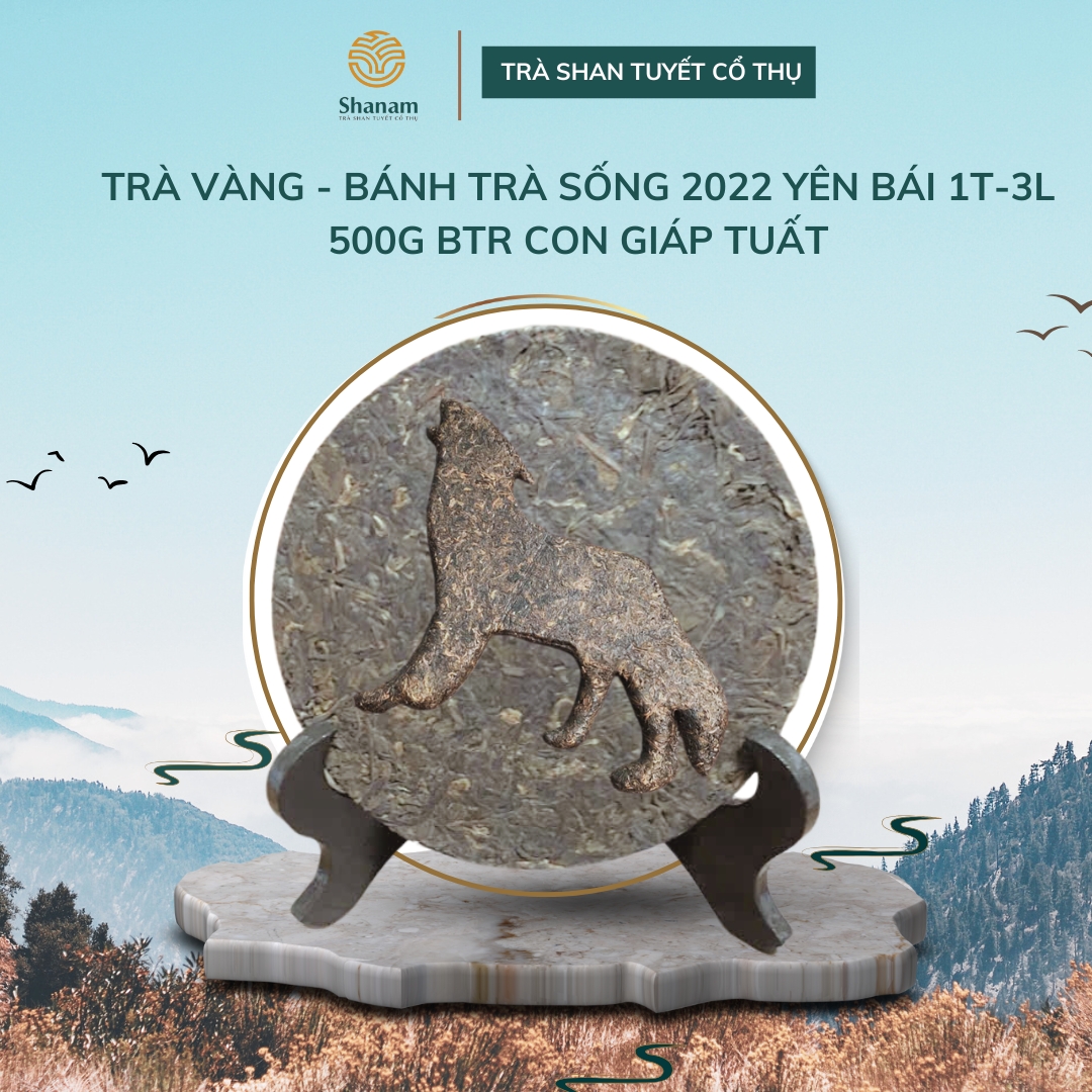 TRÀ VÀNG - BÁNH TRÀ SỐNG 2022 YÊN BÁI 1 TÔM - 3 LÁ 500G BTR CON GIÁP TUẤT