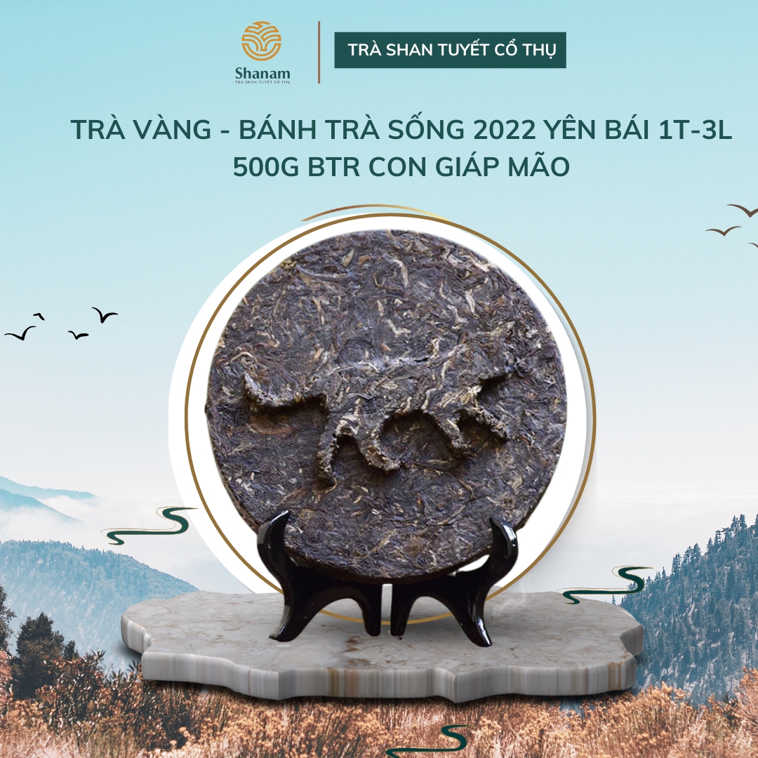 TRÀ VÀNG - BÁNH TRÀ SỐNG 2022 YÊN BÁI 1 TÔM - 3 LÁ 500G BTR CON GIÁP MÃO