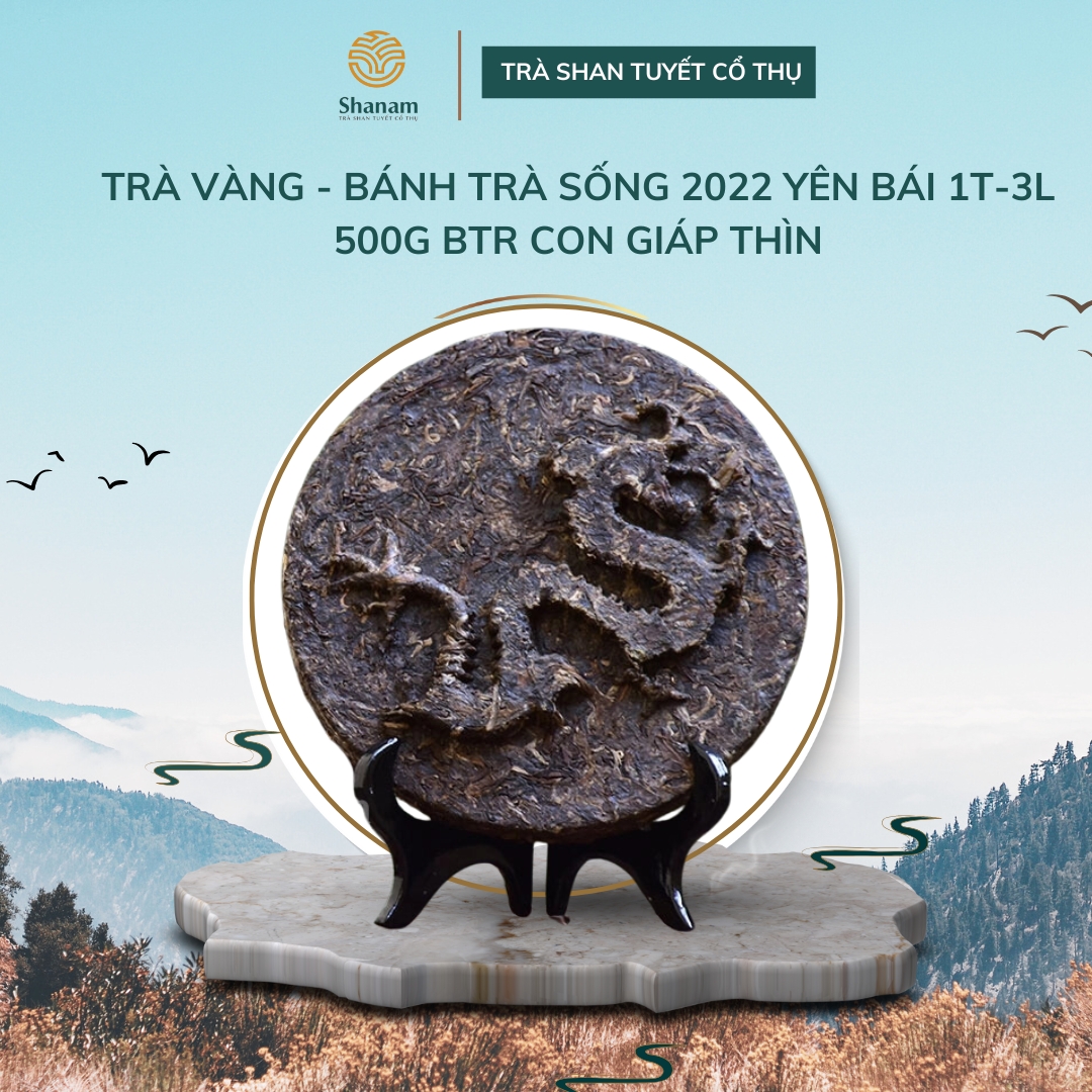 TRÀ VÀNG - BÁNH TRÀ SỐNG 2022 YÊN BÁI 1 TÔM  - 3 LÁ 500G BTR CON GIÁP THÌN