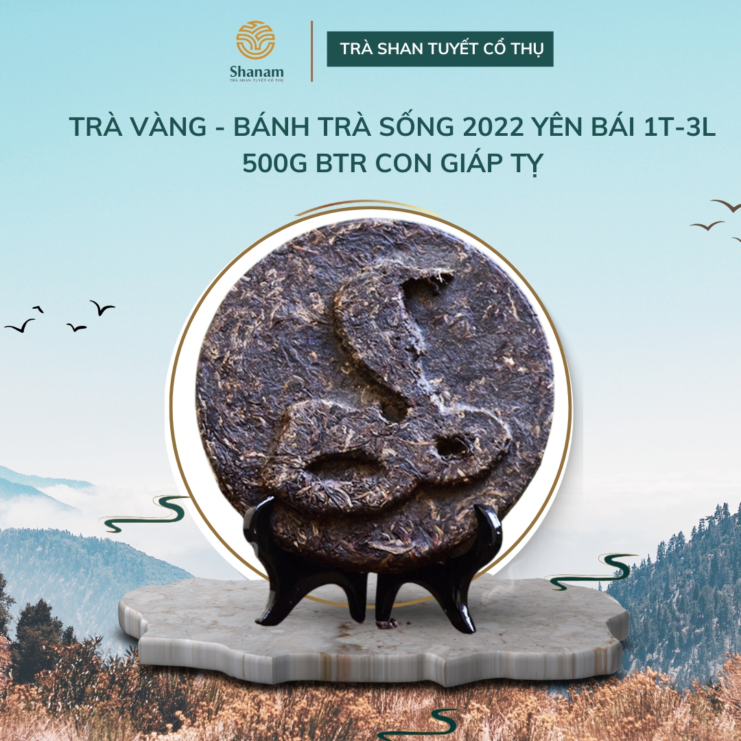 TRÀ VÀNG - BÁNH TRÀ SỐNG 2022 YÊN BÁI 1 TÔM - 3 LÁ 500G BTR CON GIÁP TỴ