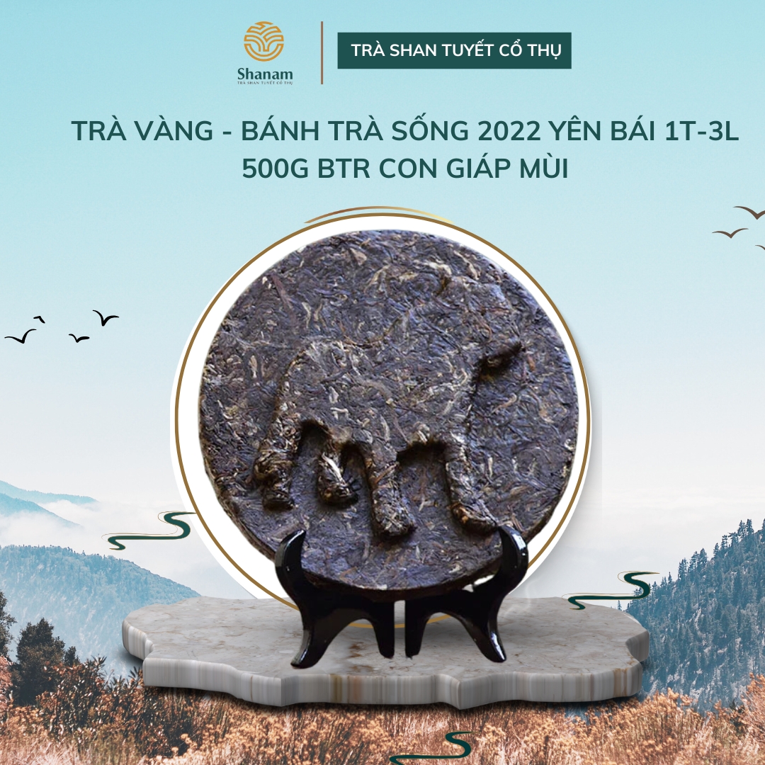 TRÀ VÀNG - BÁNH TRÀ SỐNG 2022 YÊN BÁI 1 TÔM - 3 LÁ 500G BTR CON GIÁP MÙI