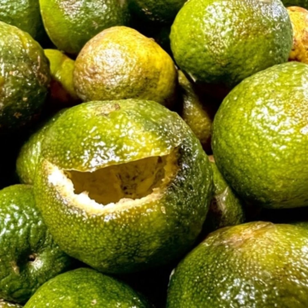 CHUM TRÀ QUÝT CỔ 200G NĂM 2025