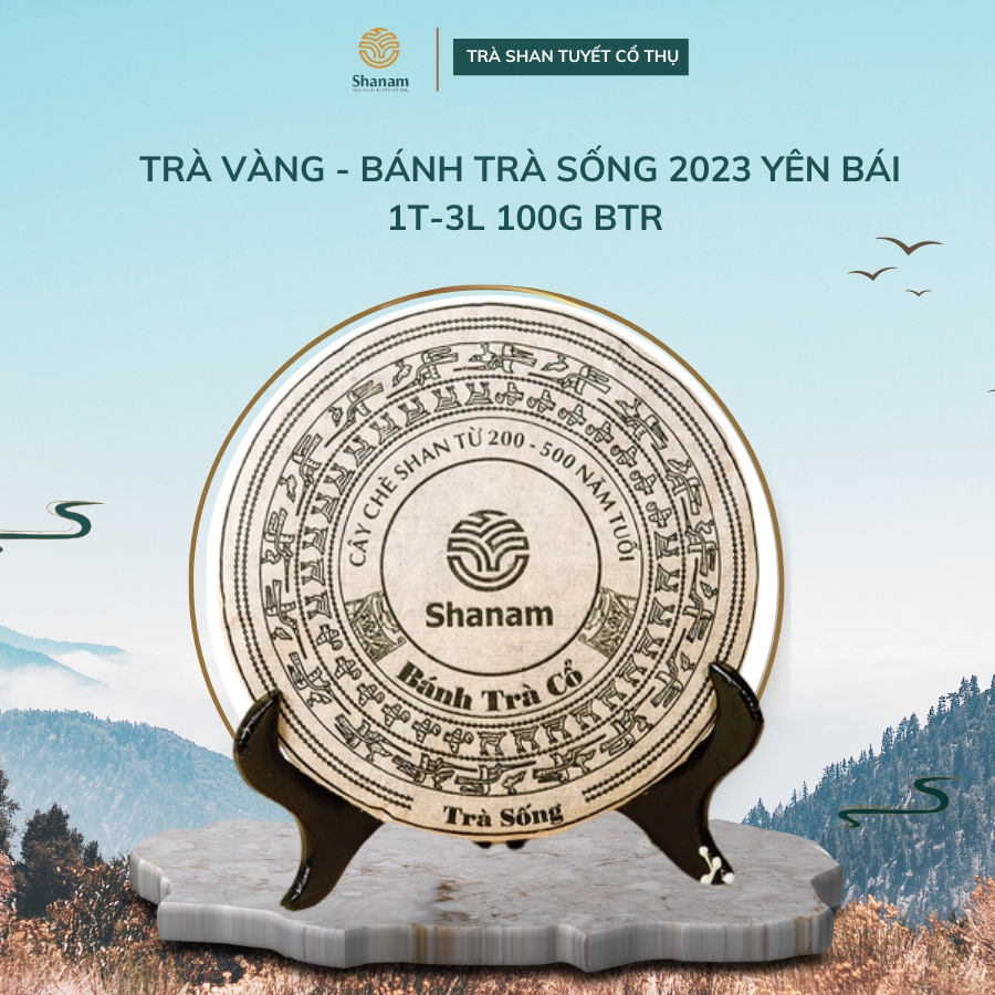 TRÀ VÀNG - BÁNH TRÀ SỐNG 2023 YÊN BÁI 1 TÔM - 3 LÁ 100G BTR HỘP IVORY