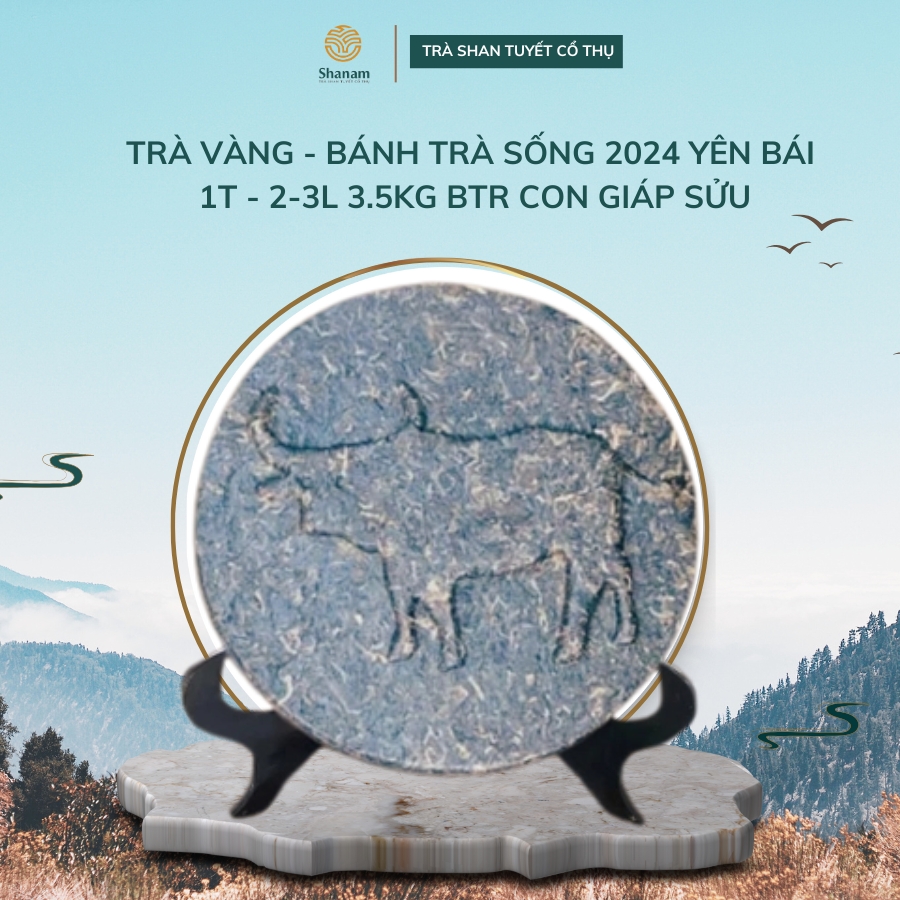 TRÀ VÀNG - BÁNH TRÀ SỐNG 2024 YÊN BÁI 1 TÔM - 2 LÁ 3,5KG BTR CON GIÁP SỬU