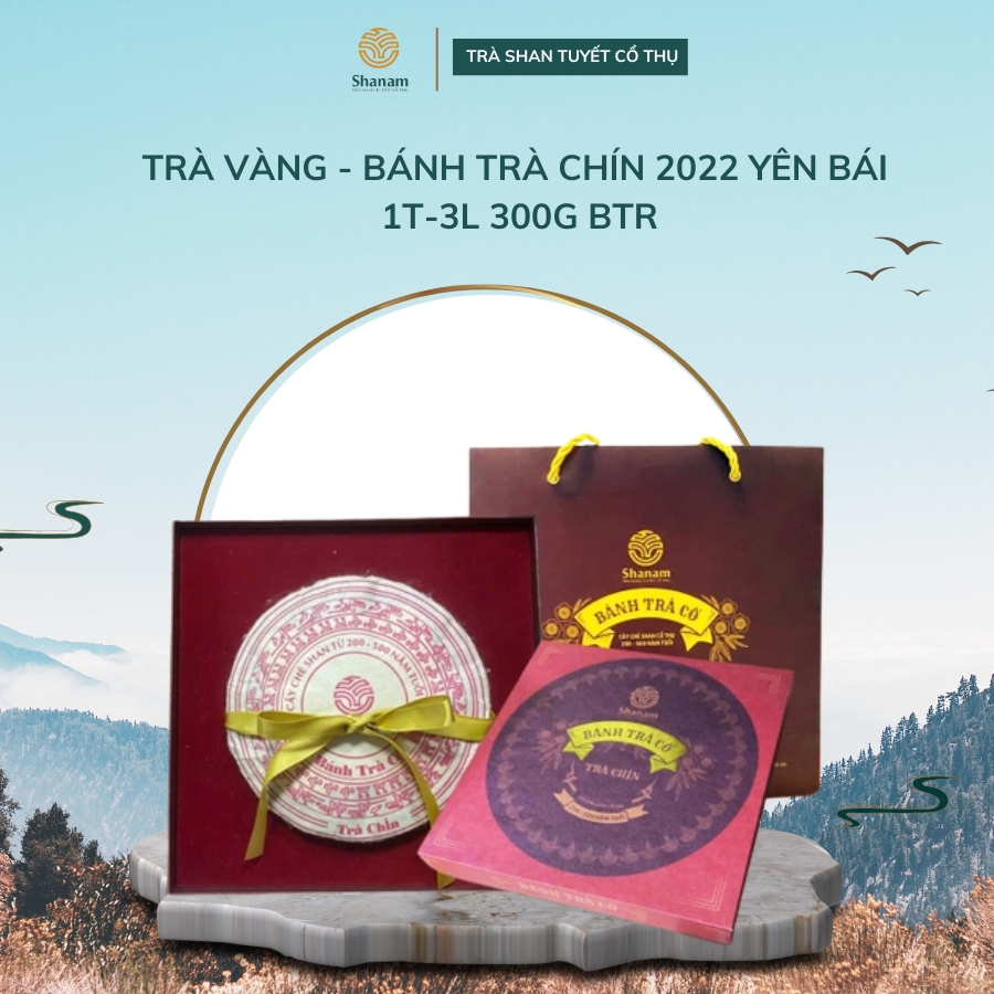 TRÀ VÀNG - BÁNH TRÀ CHÍN 2022 YÊN BÁI 1 TÔM - 3 LÁ 300G BTR