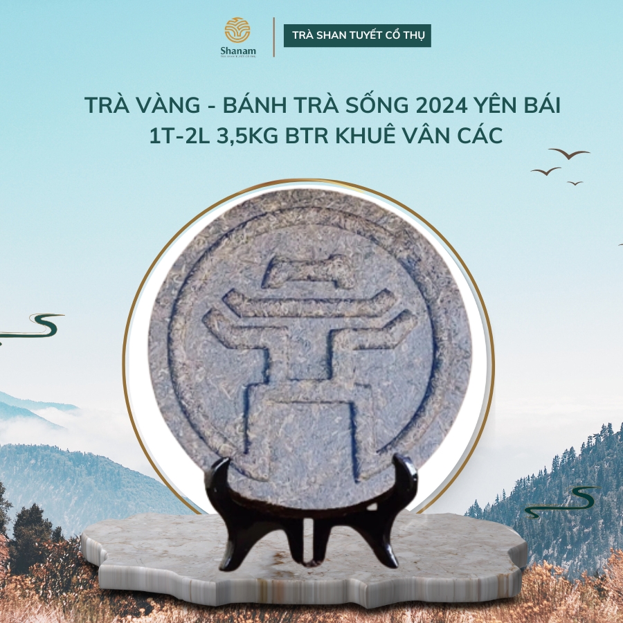 TRÀ VÀNG - BÁNH TRÀ SỐNG 2024 YÊN BÁI 1 TÔM -2 LÁ 3,5KG BTR KHUÊ VÂN CÁC