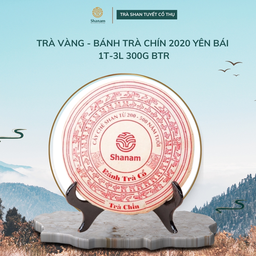 TRÀ VÀNG - BÁNH TRÀ CHÍN 2020 YÊN BÁI 1 TÔM  - 3 LÁ 300G BTR