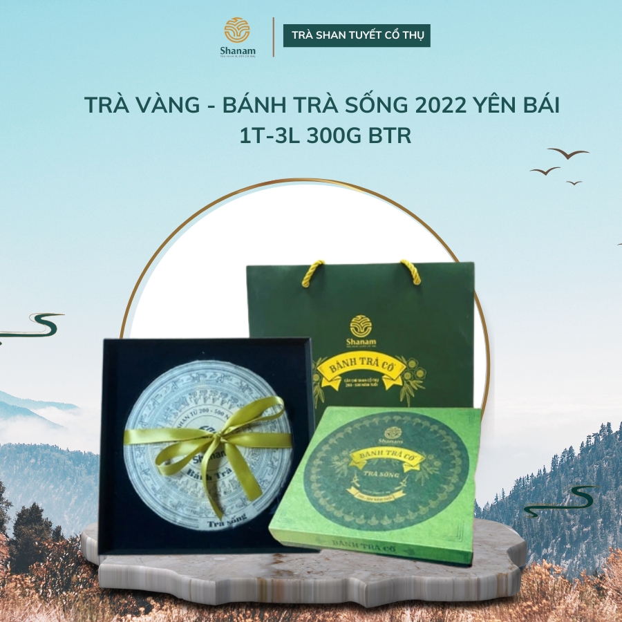 Trà Vàng - Bánh Trà Sống 2022 Yên Bái 1 TÔM - 3 LÁ 300G Btr