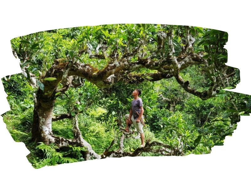 TRÀ XANH ƯỚP NHÀI BỊCH TÚI LỌC 200G