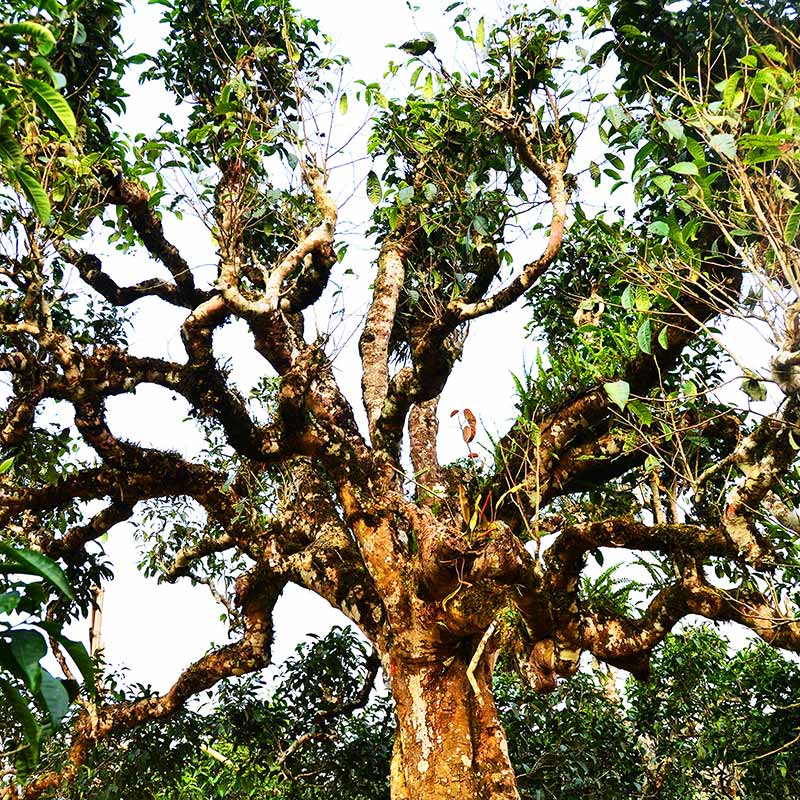 TRÀ VÀNG - BÁNH TRÀ SỐNG 2022 YÊN BÁI 1 TÔM - 3 LÁ 500G BTR CON GIÁP MÙI