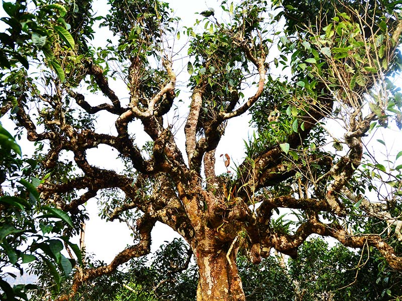 TRÀ VÀNG - BÁNH TRÀ SỐNG 2022 YÊN BÁI 1 TÔM - 3 LÁ 500G BTR CON GIÁP HỢI