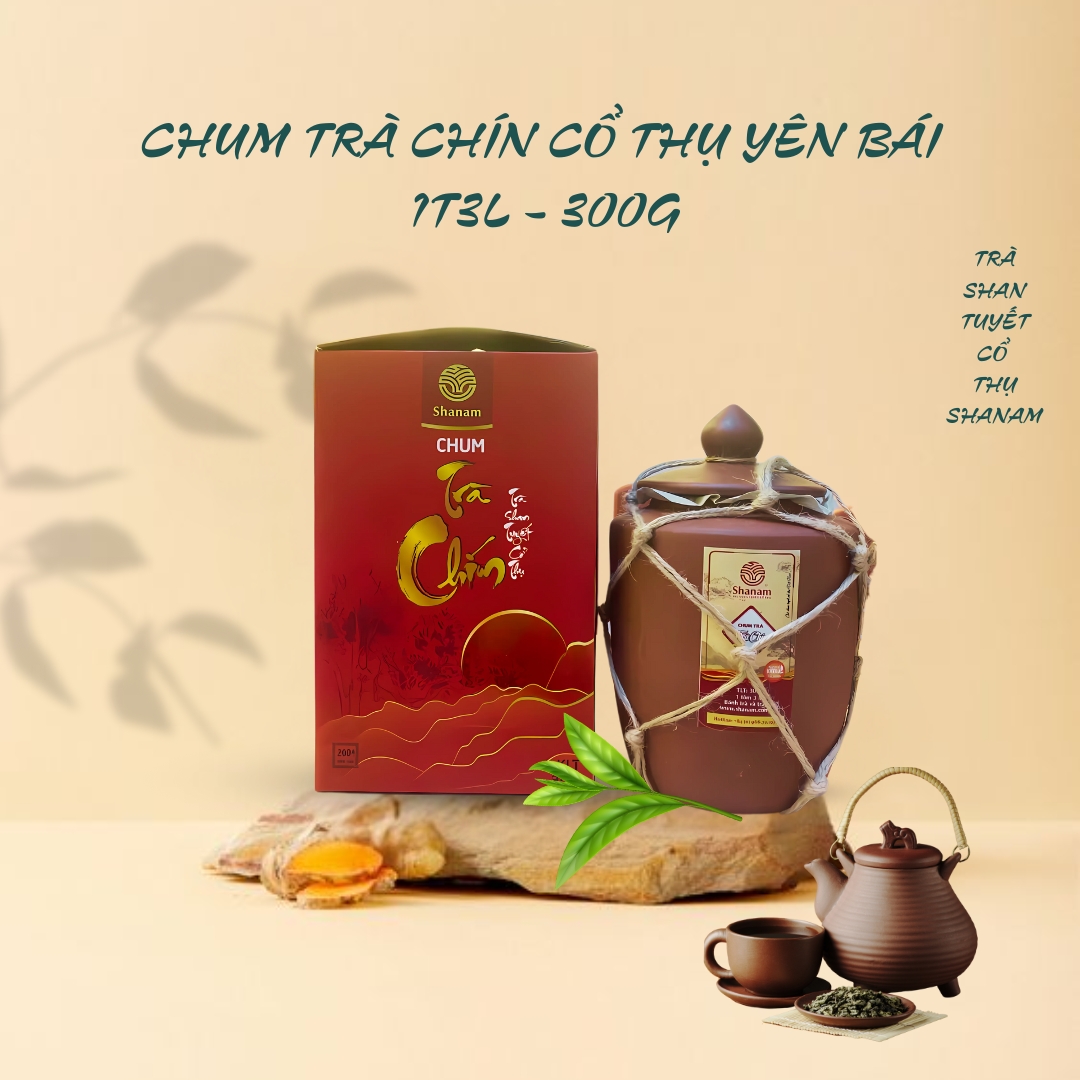 TRÀ VÀNG - CHUM TRÀ CHÍN YÊN BÁI 1 TÔM - 3 LÁ 300G
