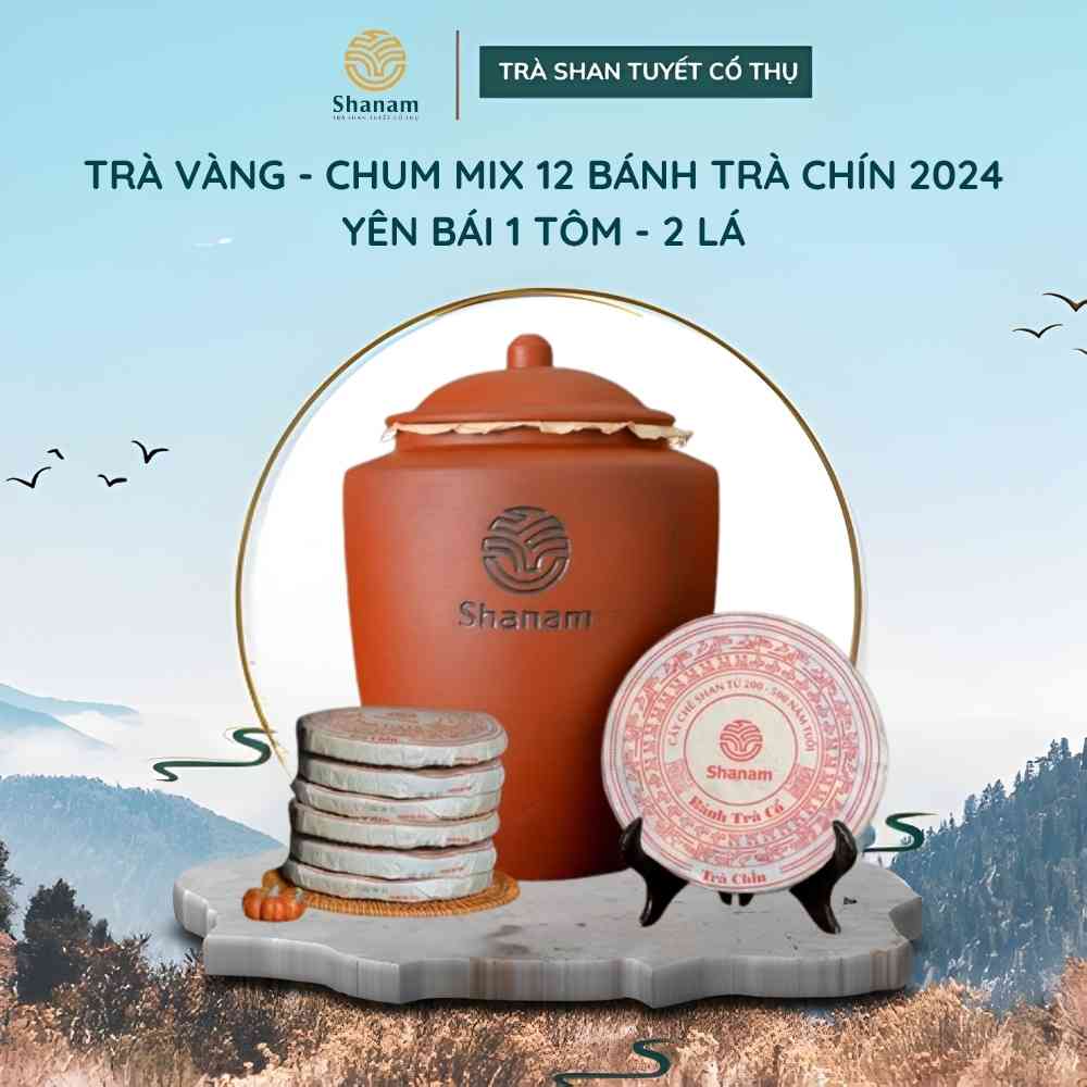 TRÀ VÀNG - CHUM MIX 12 BÁNH TRÀ CHÍN 2024 YÊN BÁI 1 TÔM - 2 LÁ